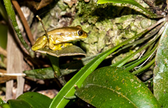 Isthmohyla pseudopuma