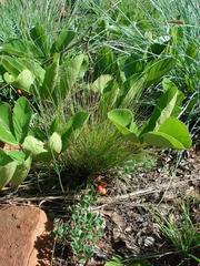 Lannea edulis edulis