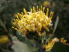 Albertinia Pincushion - Photo no rights reserved, uploaded by Di Turner