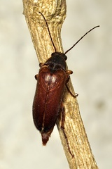 Cebrio