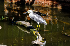 Egretta caerulea × thula