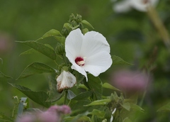 Hibiscus lasiocarpos