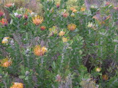 Leucospermum praecox