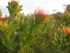 Leucospermum praecox