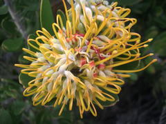 Leucospermum praecox