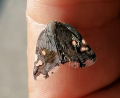 Ricania speculum