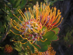 Leucospermum praecox