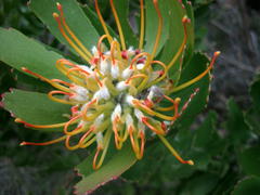 Leucospermum praecox