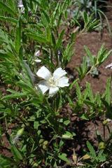 Monsonia burkeana