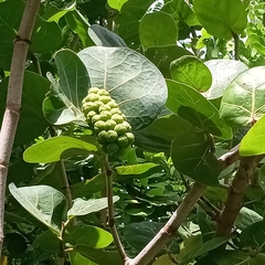 Coccoloba uvifera