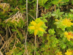 Sedum oaxacanum