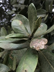 Persea mutisii