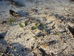 Othonna stenophylla