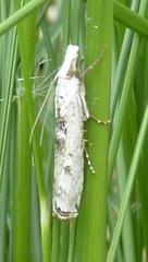 Crambus sparsellus