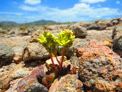 Sedum oteroi