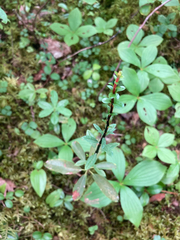 Kalmia polifolia