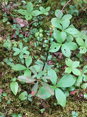 Kalmia polifolia