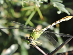 Erpetogomphus crotalinus