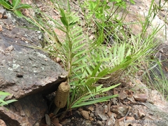 Zamia loddigesii