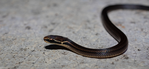 Oaxacan Graceful Brown Snake