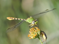 Erpetogomphus crotalinus