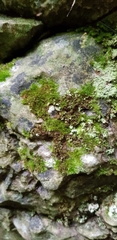 Rhynchostegiella tenella