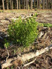 Searsia laevigata laevigata