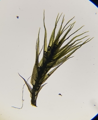 Rhynchostegiella tenella