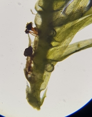 Rhynchostegiella tenella