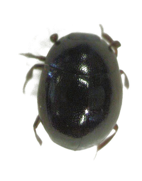 Tribalus