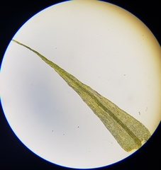 Rhynchostegiella tenella
