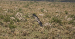 Theristicus caerulescens