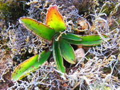 Thompsonella minutiflora