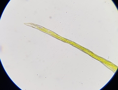 Rhynchostegiella tenella
