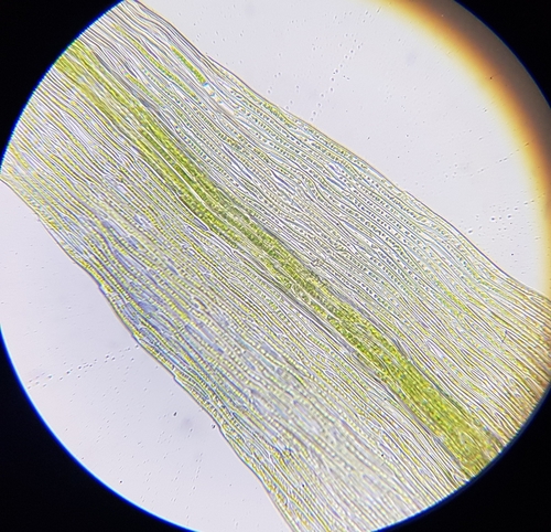 Image of Rhynchostegiella tenella by (c) Helen Waterman, some rights reserved (CC BY)