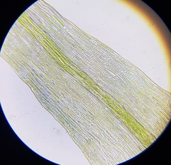 Rhynchostegiella tenella