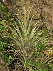Tillandsia roseoscapa