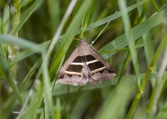 Grammodes bifasciata