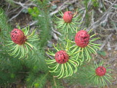 Leucadendron teretifolium