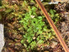 Solenostoma gracillimum