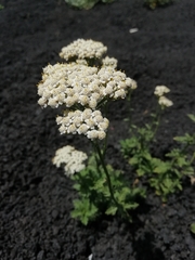 Achillea ligustica