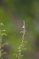 Desmodium sessilifolium