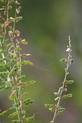 Desmodium sessilifolium