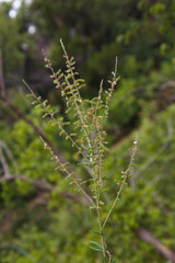 Desmodium sessilifolium
