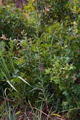 Desmodium sessilifolium