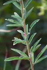 Desmodium sessilifolium