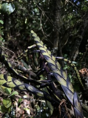 Tillandsia clavigera