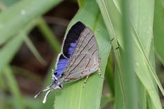 Hemiolaus caeculus caeculus