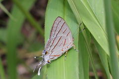 Hemiolaus caeculus caeculus