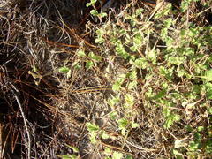 Pelargonium althaeoides